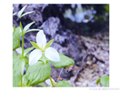 植物と光の写真体験作品④