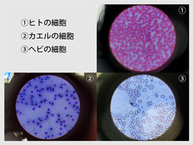 細胞のふしぎイメージ②